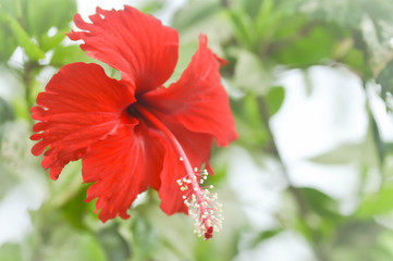 red hibiscus  flower