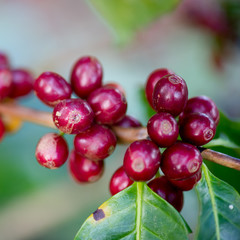 Coffee beans ripening on tree in North of thailand