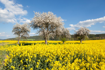 Flowering trees in field of yellow rapeseed during spring