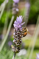 ラベンダーの蜜を吸うミツバチ　クローズアップ