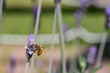 ラベンダーの蜜を吸うミツバチ　クローズアップ