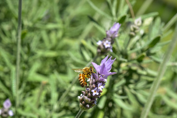 ラベンダーの蜜を吸うミツバチ　クローズアップ