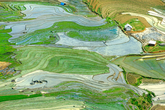 The terraced rice paddy in Bat Xat district of Lao Cai province, Vietnam.