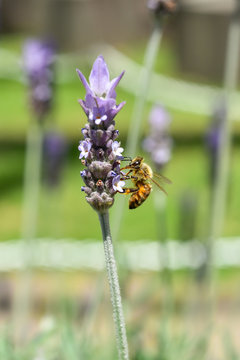 「マーヤ」の写真素材 74件の無料イラスト画像 Adobe Stock