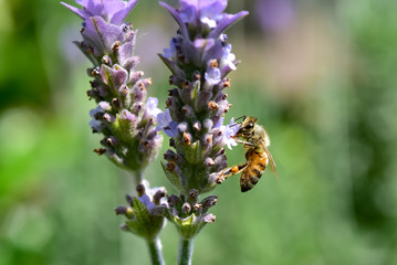 ラベンダーの蜜を吸うミツバチ　クローズアップ