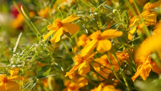 Tiny Tagetes tenuifolia garden flower close-up 4K 3840X2160 UltraHD slow tilt footage - Golden marigold also known as signet marigold in the field 4K 2160p UHD video
