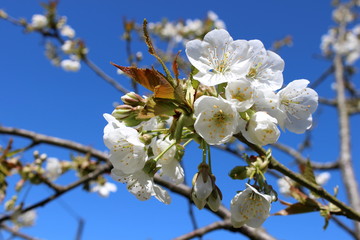 beautiful cherry blossoms over nature blue sky in springtime background