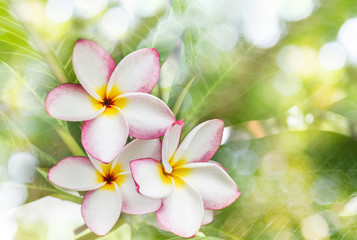 Beautiful sweet yellow pink and white flower plumeria or frangipani tree in bokeh dreamy morning background