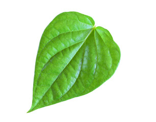 Fototapeta na wymiar Green betel leaf isolated on white background