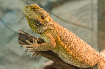 Central Bearded Dragon (Pogona vitticeps).