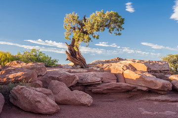 Fototapeta na wymiar Lonely tree at Canyonlands National Park, Utah, USA