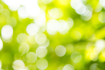 Obraz premium natural green background with selective focus