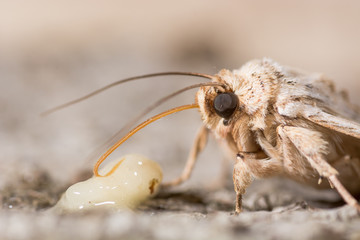 Noctuid moth feeding close-up. Close up of proboscis and palps of pale pinion (Lithophane socia) taking sugar from banana