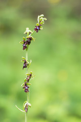 Fly orchid (Ophrys insectifera) flower stem. Rare orchid inflorescence of plant in the family Orchidaceae, growing in woodland