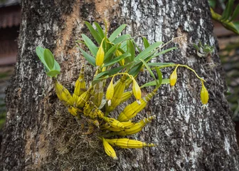 Photo sur Plexiglas Orchidée orchid on tree