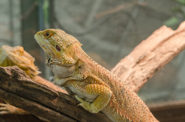 Central Bearded Dragon (Pogona vitticeps).