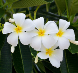 Fototapeta na wymiar white and yellow frangipani flowers