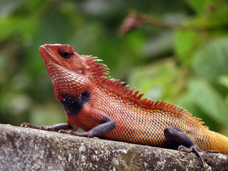 An Oriental Garden Lizard or Indian Garden Lizard hunting for bugs.