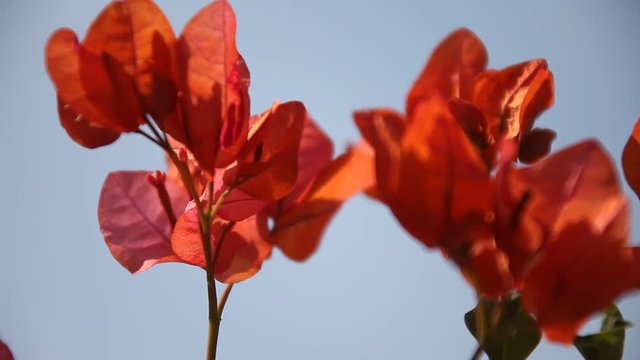 Micro shot of the Flowers