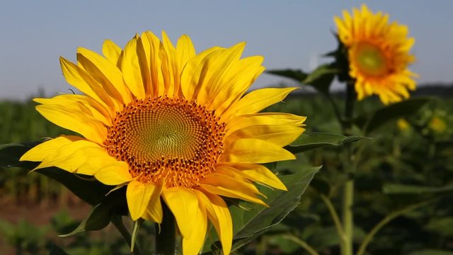 Sun flower fields