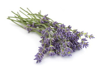 Lavender plant blossom