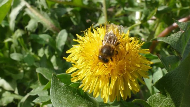 A bee collecting pollen from a dandelion