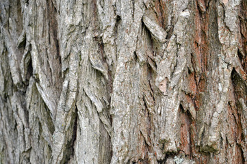 pattern as a tree bark