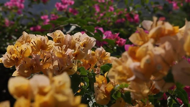 Micro shot of the Flowers