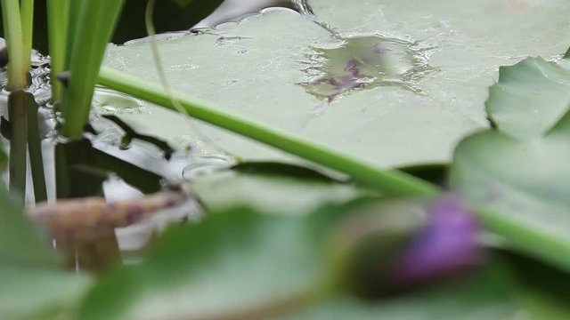 Micro shot of the Flowers
