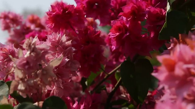 Micro shot of the Flowers