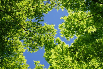 新緑と青空のイメージ