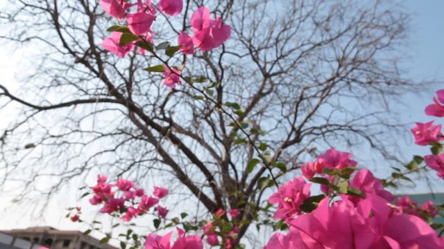Micro shot of the Flowers