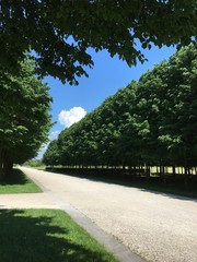 grüne Allee im Sommer 
