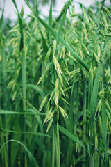 green oat growing in the field.