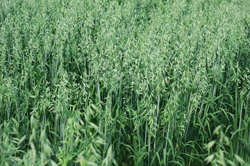 green oat growing in the field.