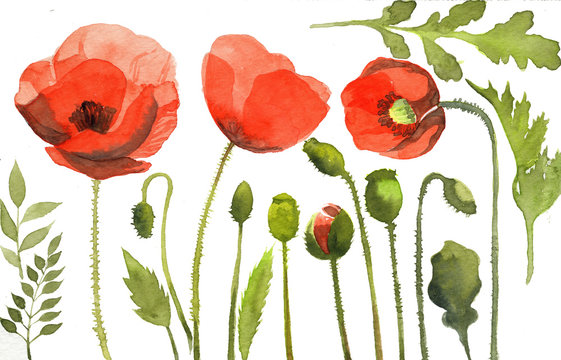 watercolor illustration of red poppy flowers