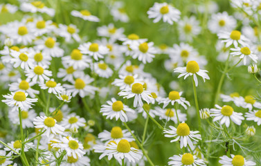 Chamomile flower