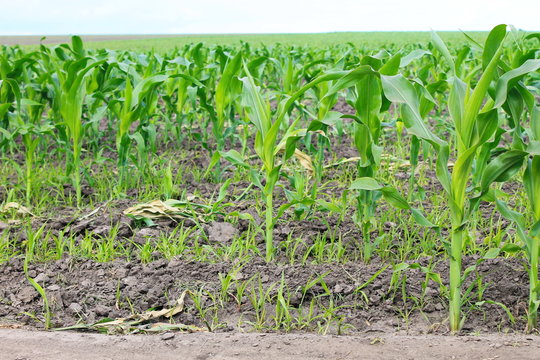 Young corn plants on the field 