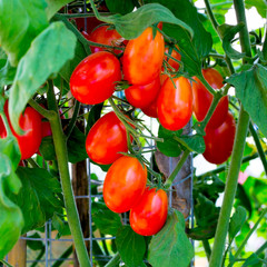 fresh red tomatoes still on the plant