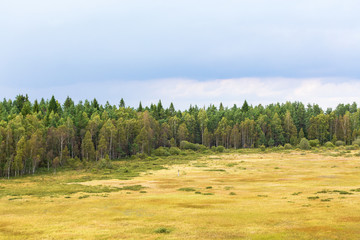 Bog and woods landscape with storm clouds in the sky