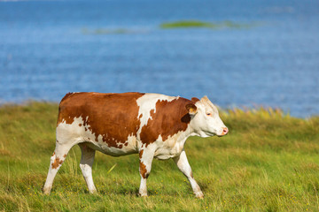 Alone Cow walking on the beach meadow by the lake