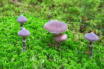 Mushrooms Cortinarius paleiferus growing in the moss