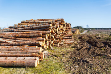 Depots for timber at the deforestation