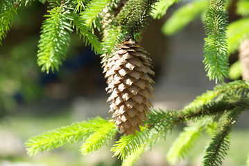 Green prickly branches of spruce or pine and pine cone on the fu