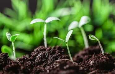Young sprout in springtime,Closeup.