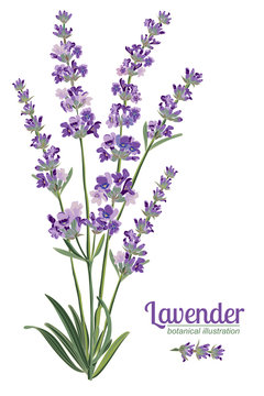 Lavender flowers elements. Botanical illustration.