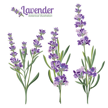 Lavender flowers elements. Botanical illustration.