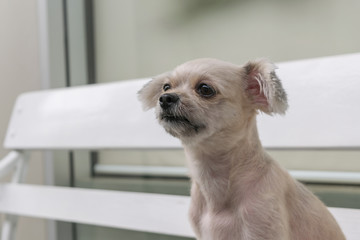 Dog so cute, zoom at face, Beige color