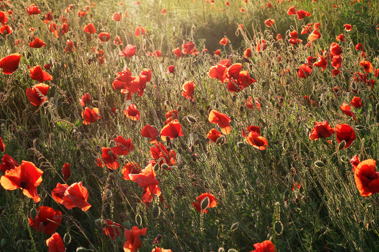 Blooming poppies in the field with backlight