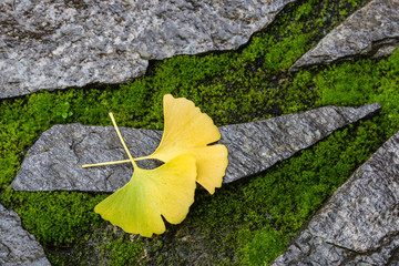 ginkgo leaves on stone and moss
